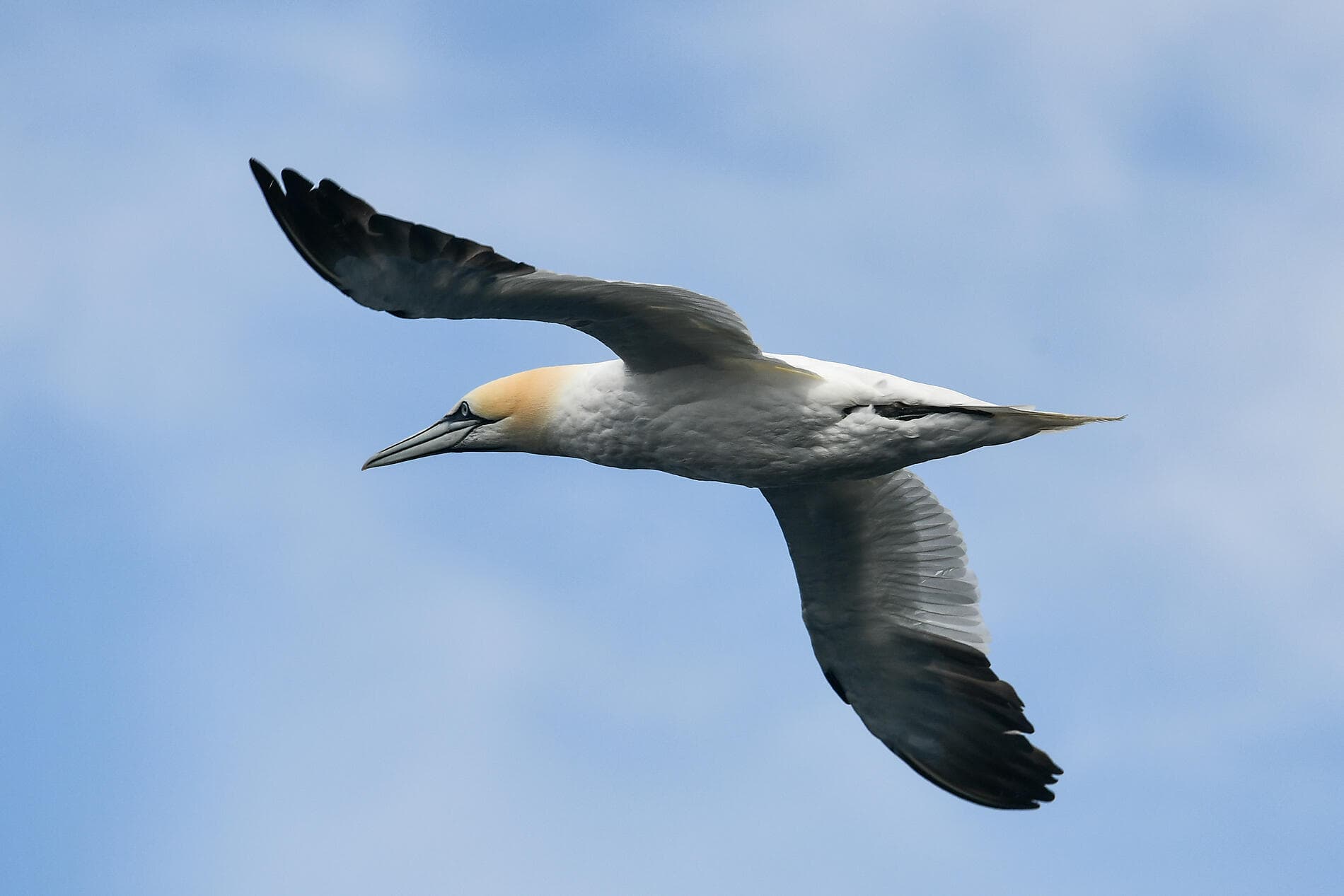 Mosaïque islandaise 