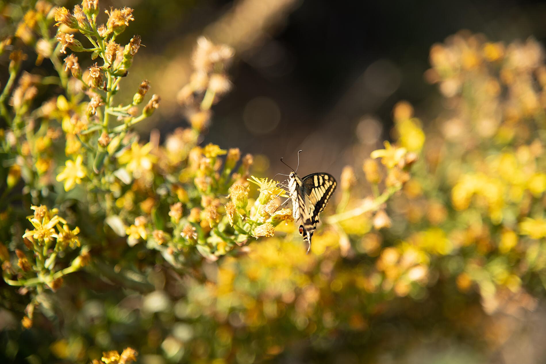 La grande boucle corse