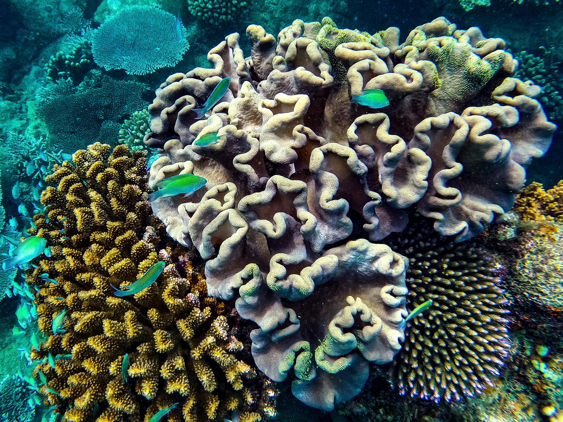 Afrique du Sud et Madagascar 