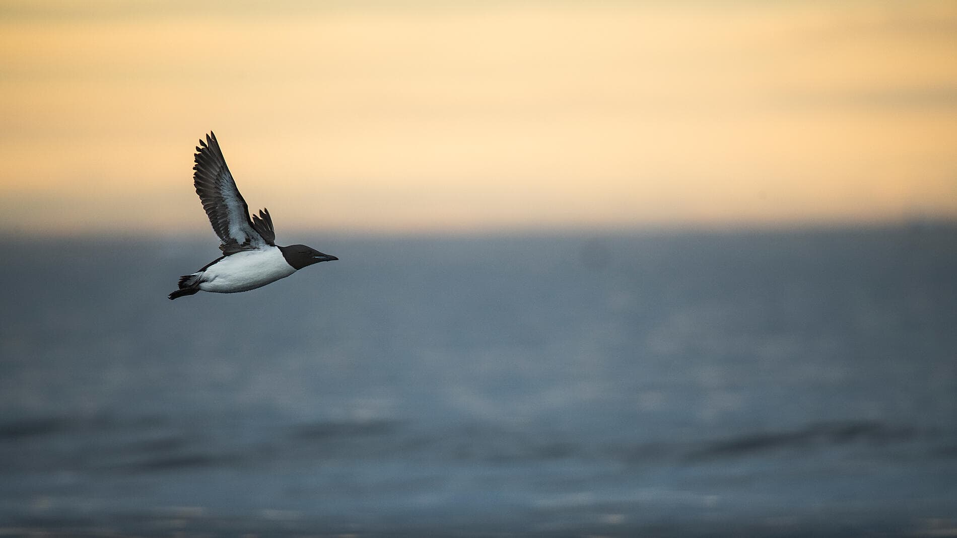 Fjords et glaciers du Spitzberg  