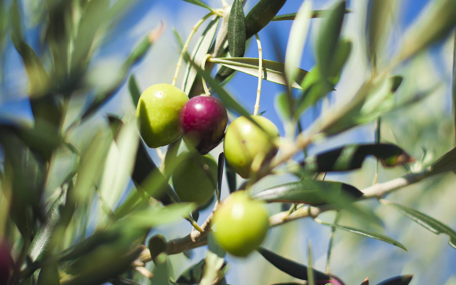 La Grèce méridionale, dans le sillage du Ponant 