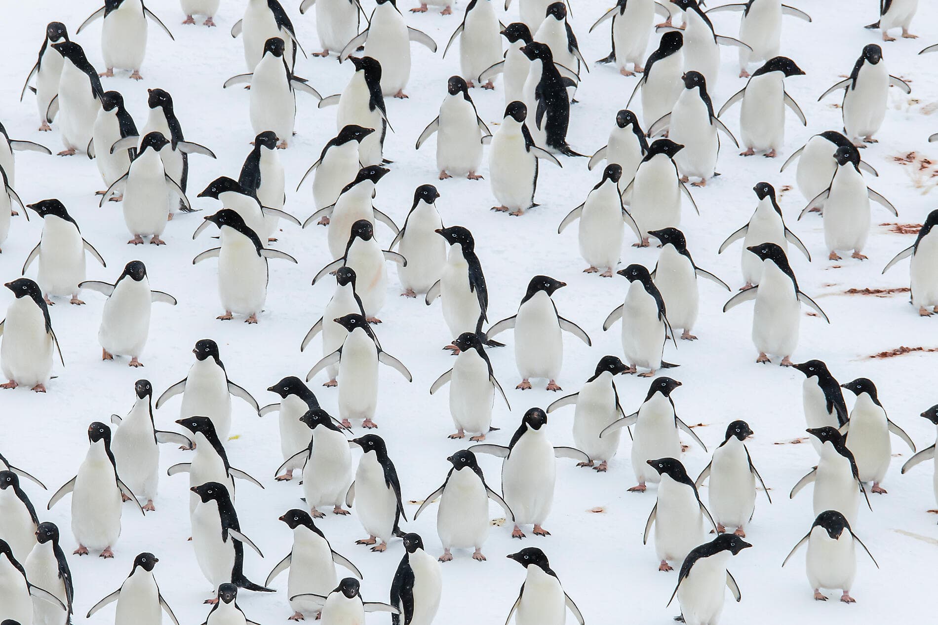 Dans le sillage de Jean-Baptiste Charcot