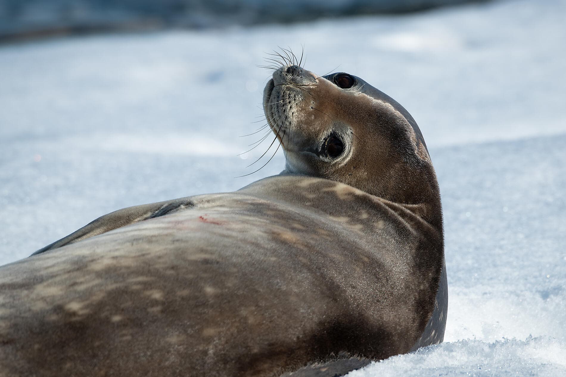 L’Antarctique emblématique