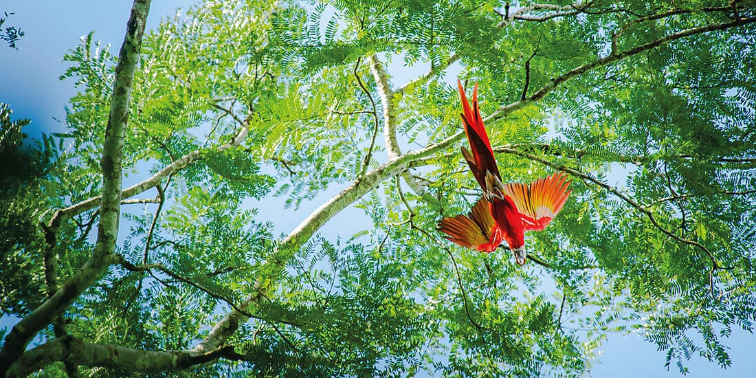 Canal de Panama et joyaux d'Amérique centrale