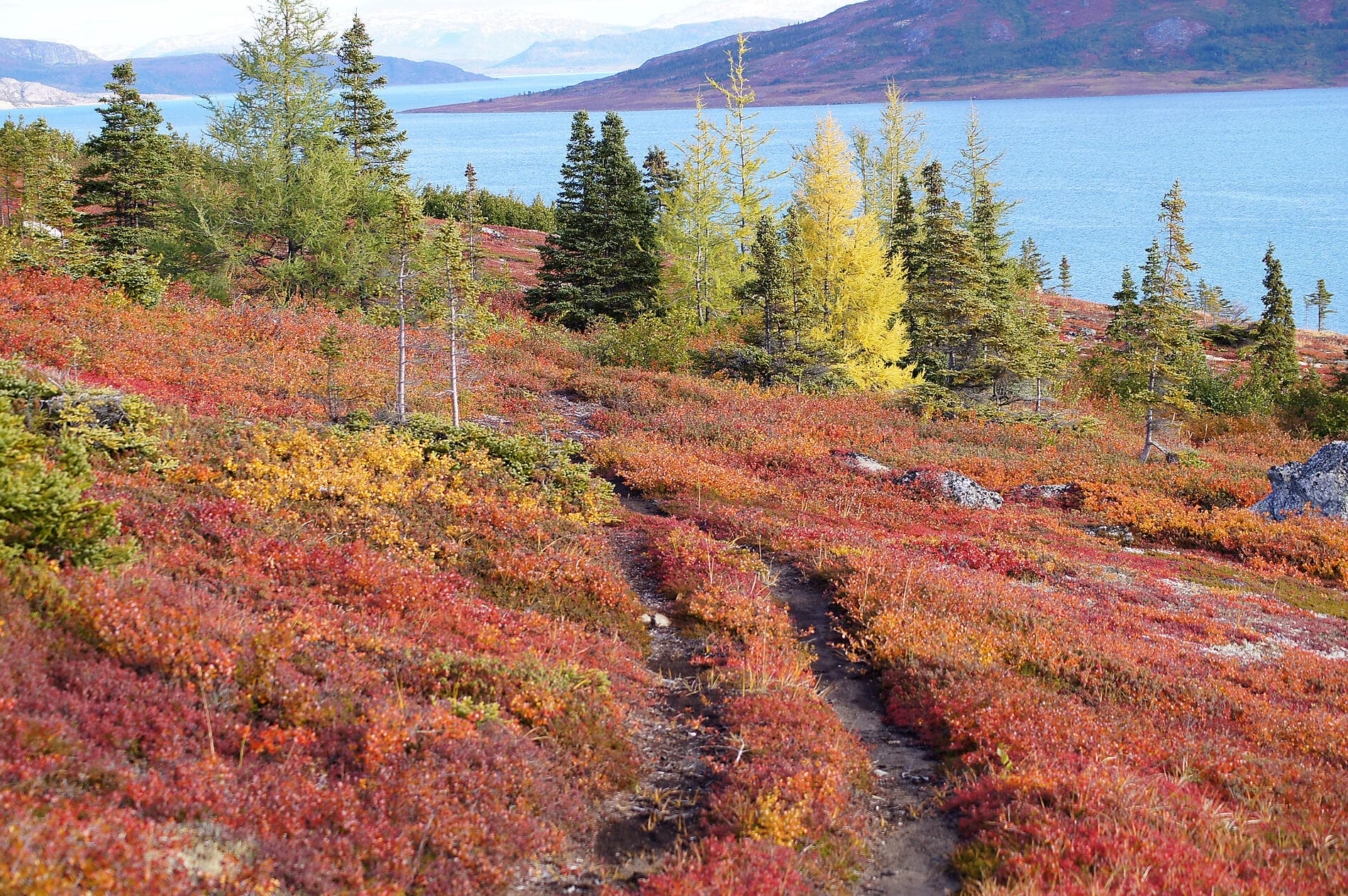 Des côtes sauvages du Groenland à la côte est du Canada
