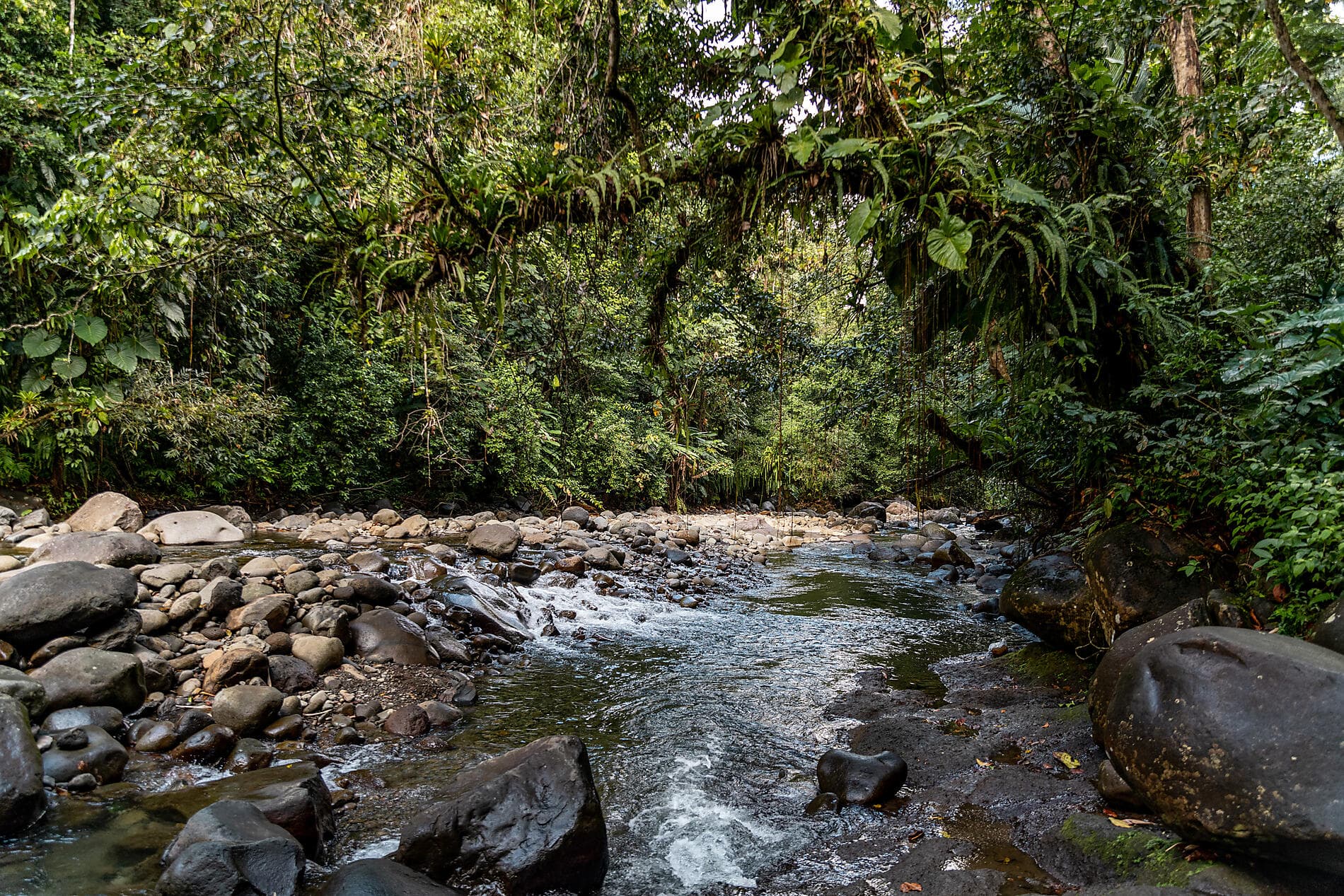 Merveilles des Caraïbes