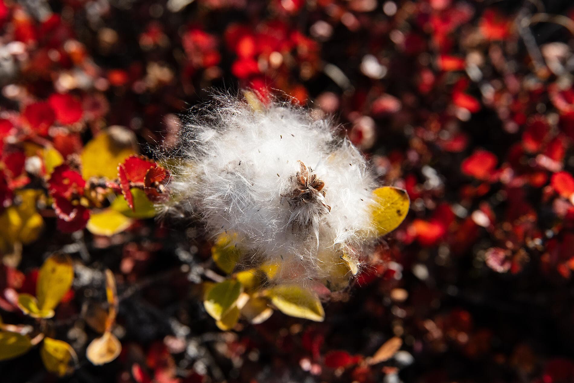 Le pôle Nord géographique et côte est du Groenland