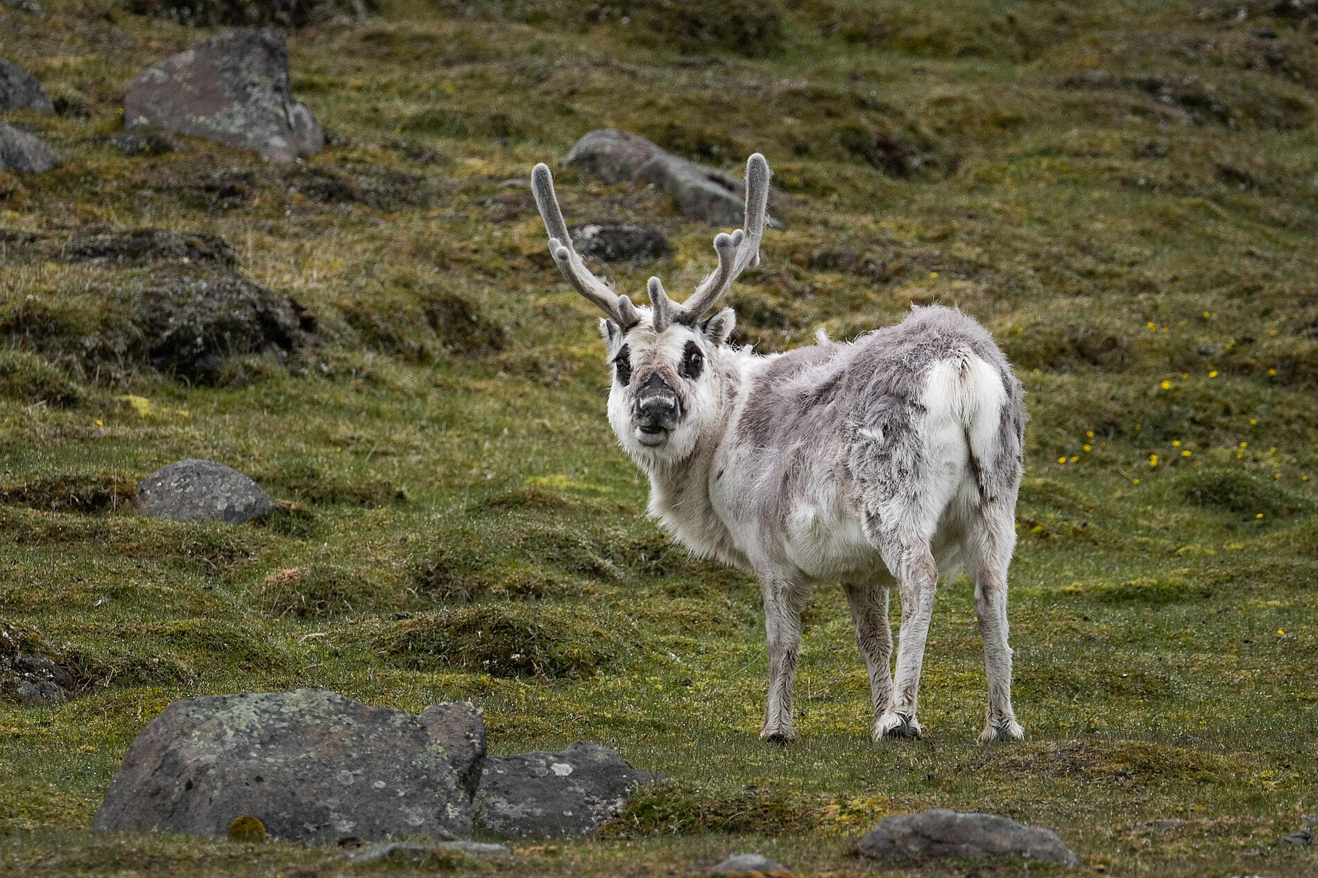 Au cœur des glaces de l'Arctique, du Groenland au Svalbard