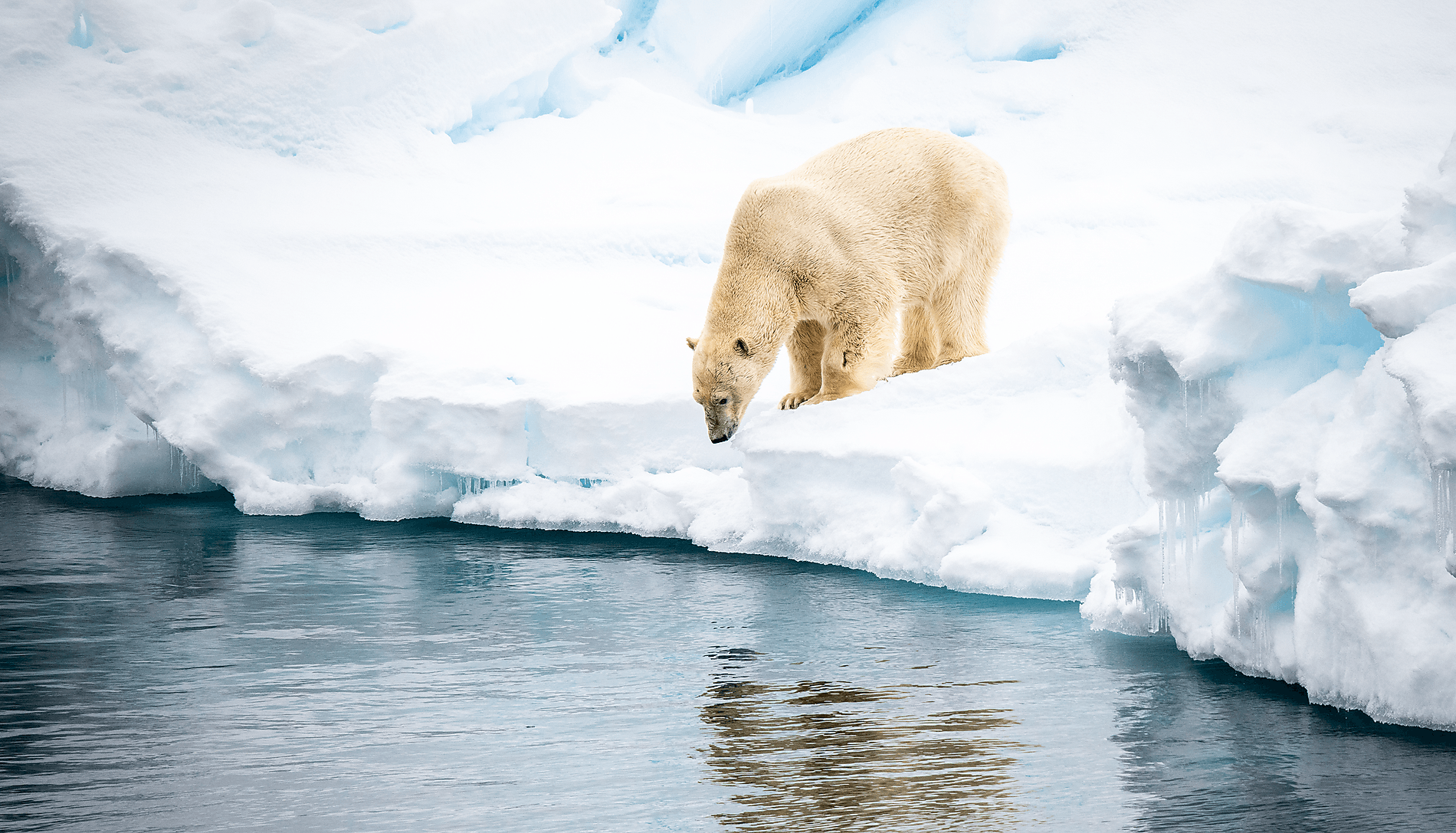 Au cœur des glaces de l'Arctique, du Groenland au Svalbard Au cœur des glaces de l'Arctique, du Groenland au Svalbard