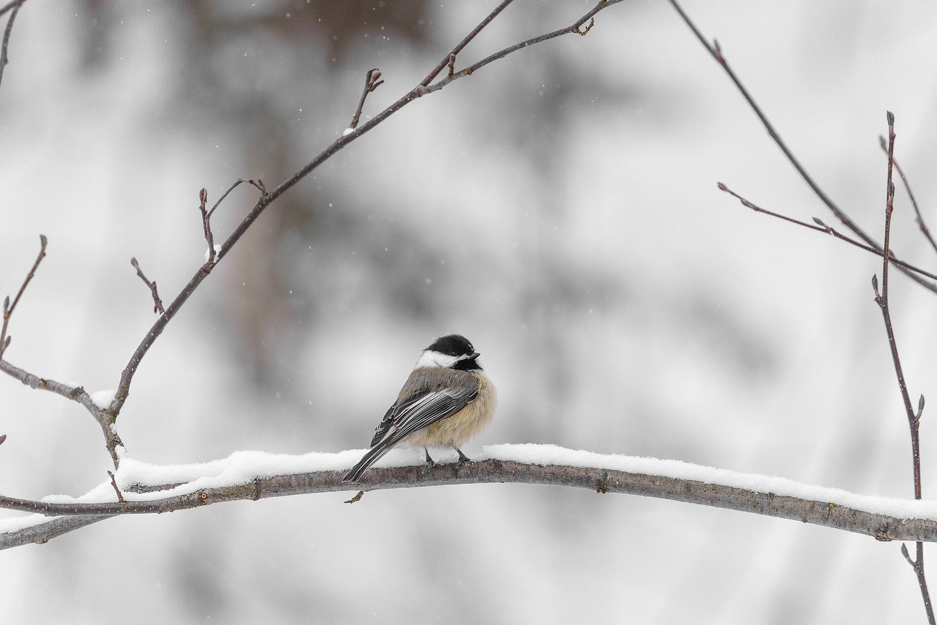Derniers instants d'hiver, du Saint-Laurent au Groenland