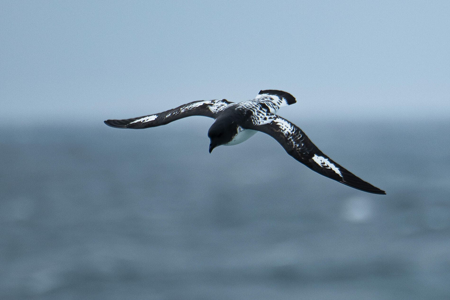 L’essentiel des fjords chiliens